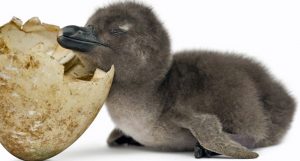 nascimento de um pinguim