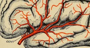 Parkinson começa no intestino