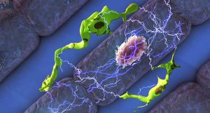 células imunológicas