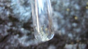 diminuir número de Aedes aegypti