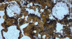 charles darwin estava certo