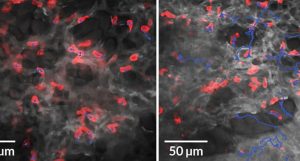 células imunológicas