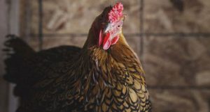 evolução da galinha