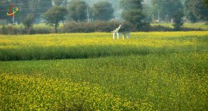 geneticamente modificada