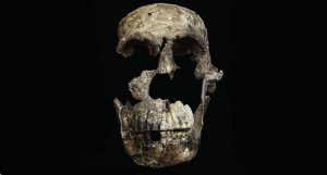 homo naledi
