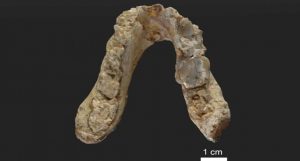 humanos e chimpanzés