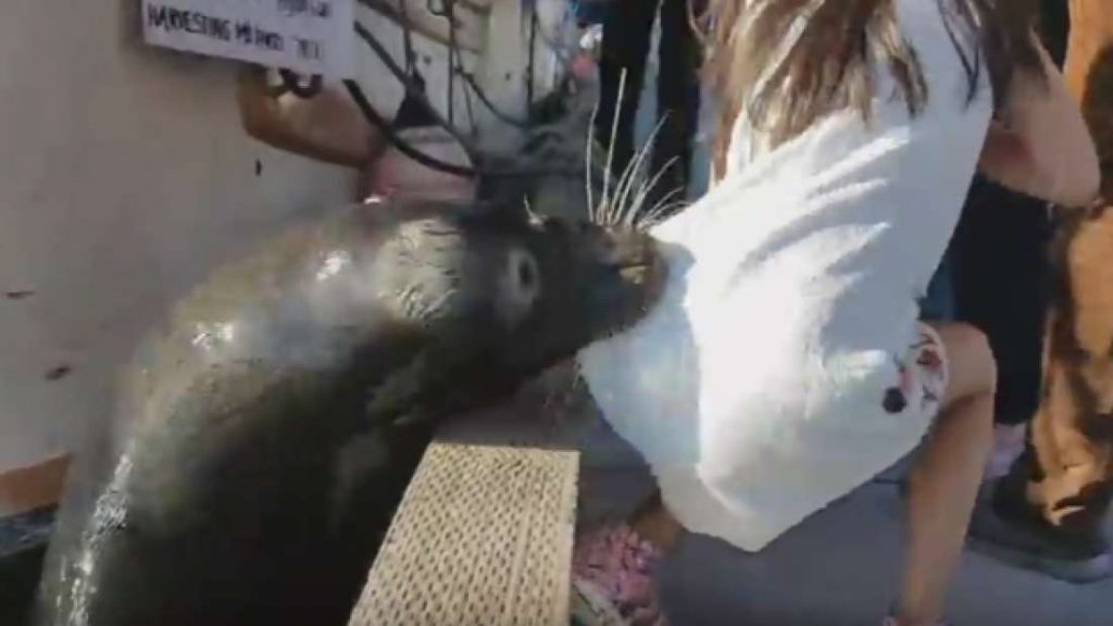 Leão marinho arrasta mulher para dentro de lago nos EUA. Assista!