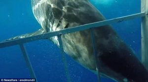 gaiola de mergulhador