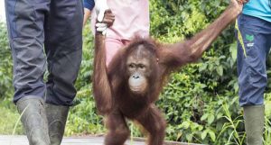 Orangotango