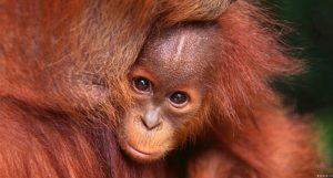 orangotangos
