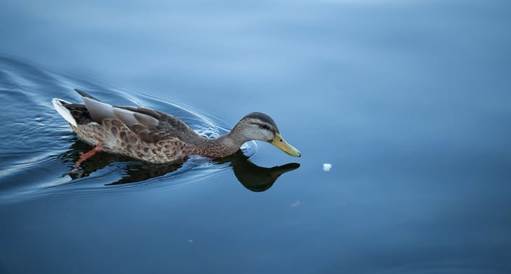 Não devemos alimentar patos com pão – Saiba o motivo!