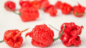 pimenta mais forte do mundo