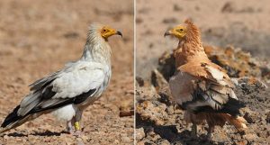 pássaro-que-usa-maquiagem