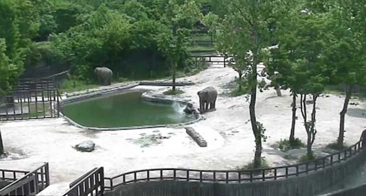 Elefantes trabalham em equipe para salvar filhote do afogamento – Assista!