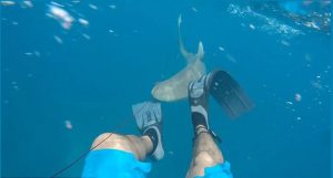 atacado por tubarão