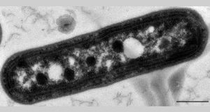 bactéria fotossintetizante