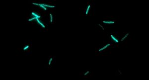 remédios contra o câncer