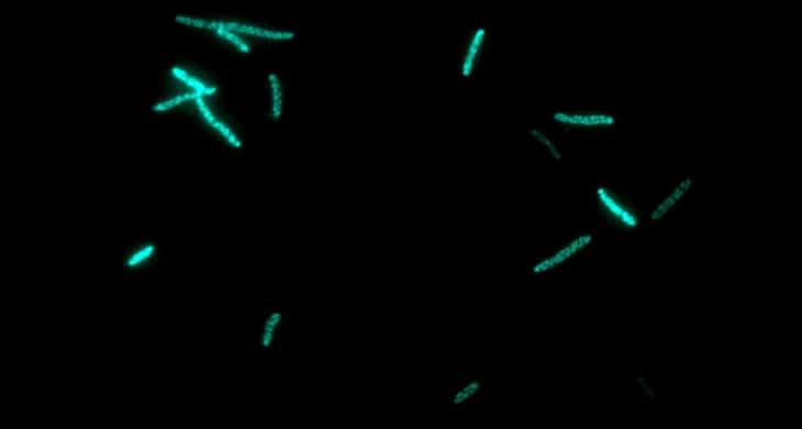 Usando bactérias para produção de remédios contra o câncer