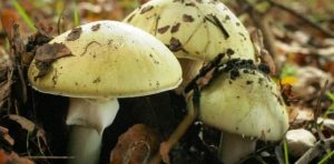 cogumelo venenoso
