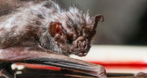 morcegos vampiros