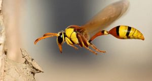 ninho-de-vespas