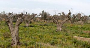 oliveiras na itália