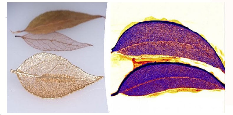 Cientistas descobrem ouro crescendo em árvores - Saiba mais!