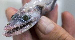 profundezas oceânicas