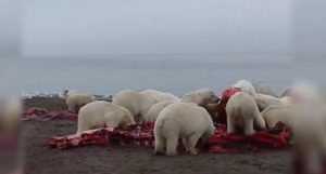 ursos polares