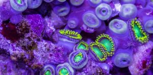 vídeo sobre os corais