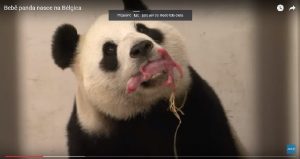 zoológico da bélgica