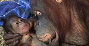bebê orangotango