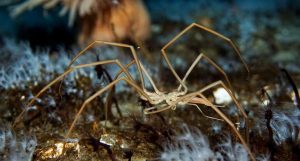 bombear sangue com o intestino