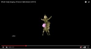 crescimento de um câncer