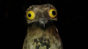 fotos mais engraçadas