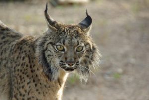 lince