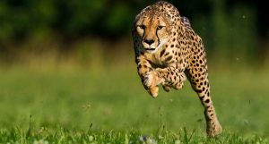 mais rápidos da Terra