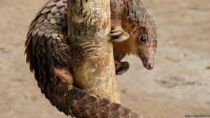 pangolins em extinção