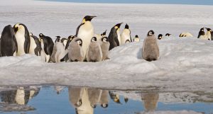 pinguim-imperador