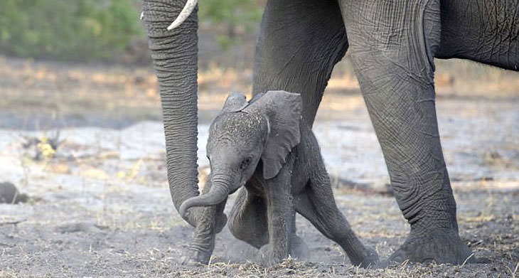 Mamãe elefante ajuda e filhote dá seus primeiros passos – Vídeo!