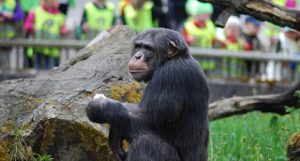 chimpanzé e humanos