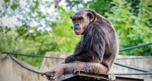 chimpanzés idosos