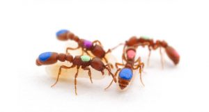 formigas