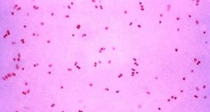 gonorreia resistente