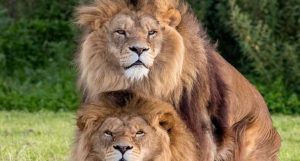 leões acasalando