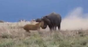 leão ataca hipopótamo