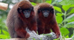 novas espécies na Amazônia