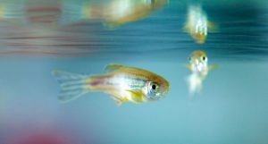 viciados em opioides