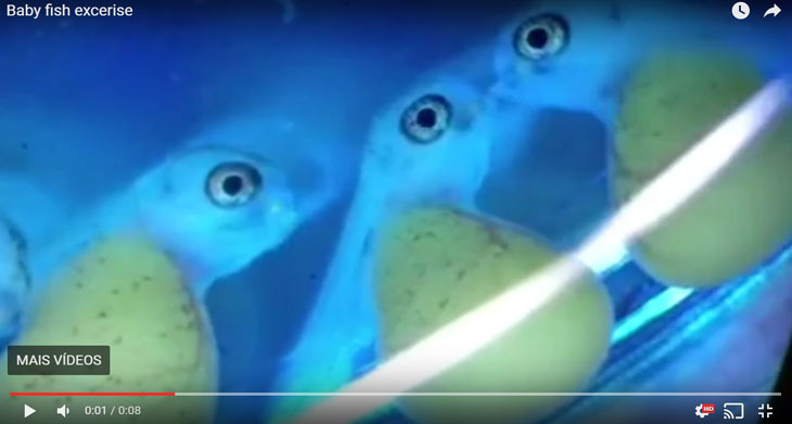 peixes fazendo exercícios