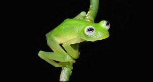 Nova espécie de anfíbio descoberto na Amazônia